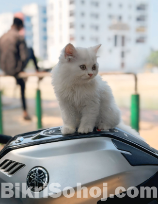 pure white persian cat